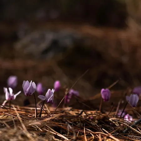 Daire Stylish 2br In Oeluedeniz By The Forest With Pool