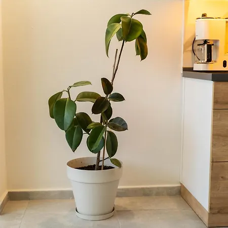 Stylish 2 Bedroom By The Forest With Pool 公寓 费特希耶