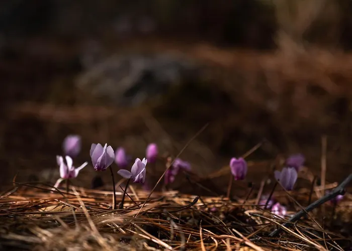 Apartamento Stylish 2br In Oeluedeniz By The Forest With Pool